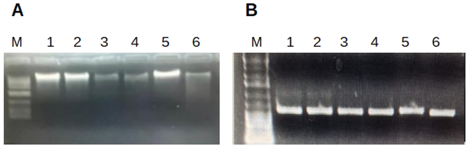 Figura_4_1C.PNG